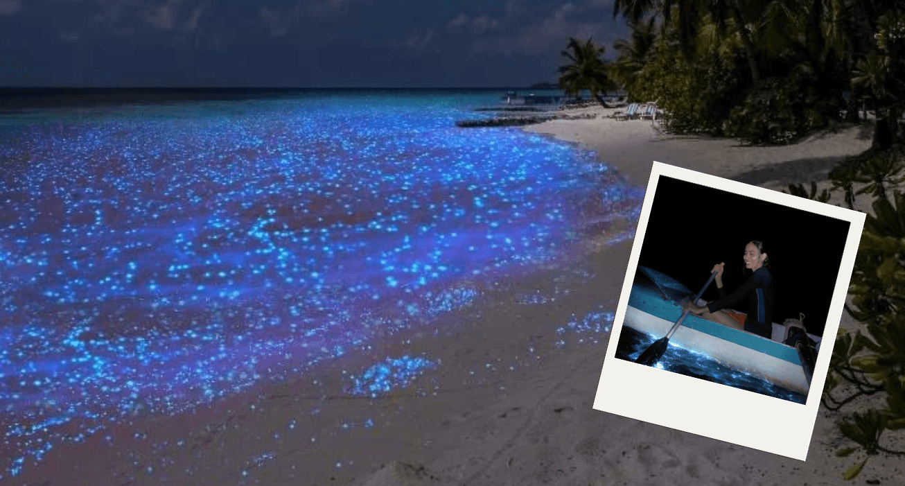 Plâncton bioluminescente